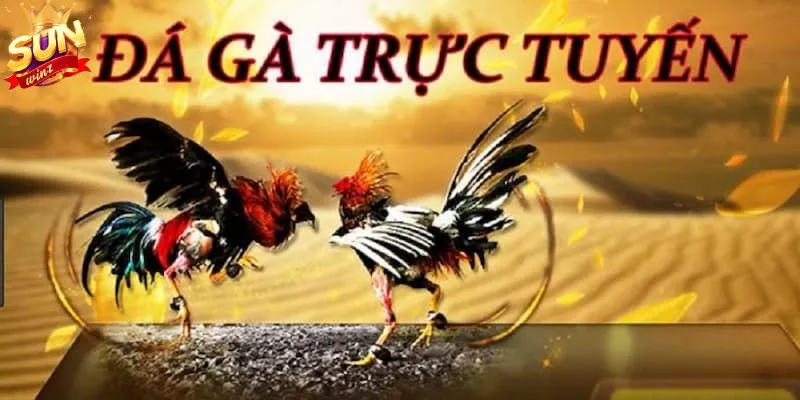 Tìm hiểu chung về luật chấp trong đá gà trực tuyến